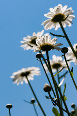Leucanthemum vulgare or oxeye daisy on a blue sky