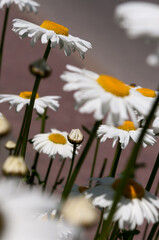 Leucanthemum vulgare or oxeye daisy - multiple blossoms