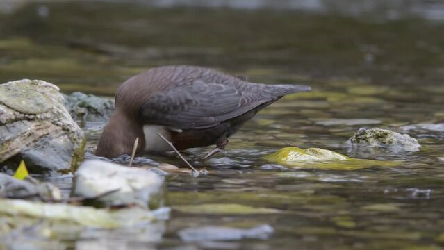 White throated Dipper looking for food (Cinclus cinclus)