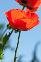 Obraz premium orange flowers on a blue sky