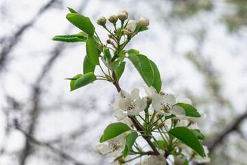 Flowers on the branches of an apple tree.