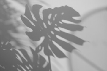 grey Shadow Monstera Leaf Overlay on white wall surface background, nature summer concepts, light and shadow
