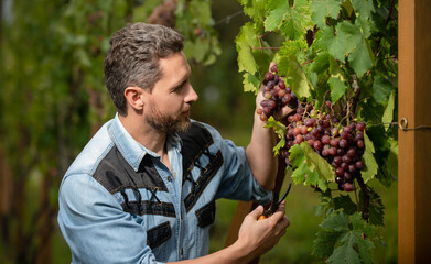 grapevine cut by wine-grower with scissors, fruit