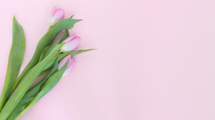 Fototapeta premium Trzy różowe tulipany na różowym tle 