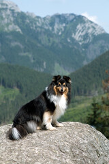 Cute, fur fluffyblack white shetland sheepdog, small collie  outdoor portrait in the mountains  on summer time. Sheltie on a big stone with background of forest and beautiful mountains, hills