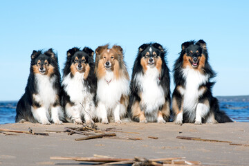 Cute sable white and tricolor shetland sheepdogs, shelties portrait with background of blue sky and frozen sea on sunny day. Adorable little lassie dog, small collie with fur coat on winter day - obrazy, fototapety, plakaty