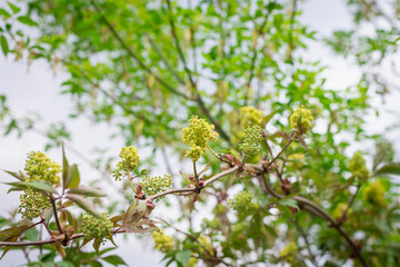 Blooming trees in early spring.