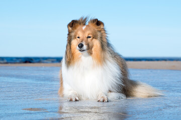 Stunning nice fluffy sable white shetland sheepdog, sheltie lies on icy, snowy seaside beach on a...