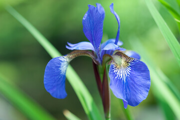 blue iris on green