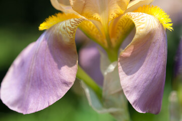 detail of iris petals in the sunlight