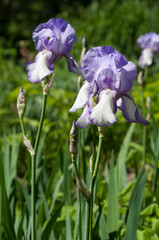fancy white/violet iris bush in the garden