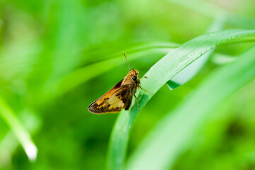 butterfly (skipper) on a blade of grass