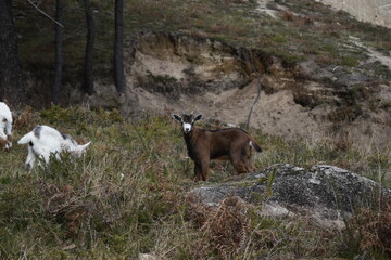 mountain goat in the mountains