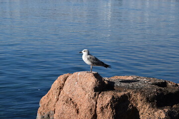 seagull on the rock