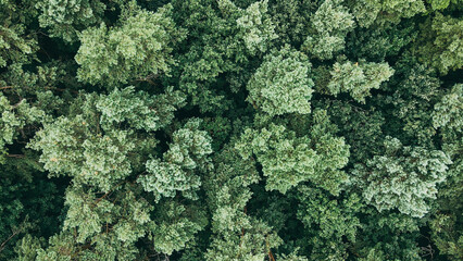 Aerial view of green pine trees of heavy forest. Wind shakes the wild pines