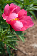 pink garden peony with space - single blossom