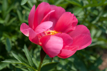 pink garden peony isolated on a leafy background