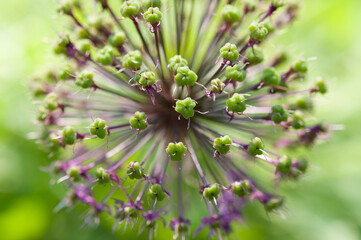 close up of an allium flower seed head (not dried)