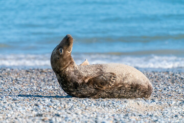 Grey seals, Halichoerus grypus, lying down on a beach of Dune island in Northern sea, Germany. Funny animals on a beautiful sunny day of winter. Wildlife of the north.