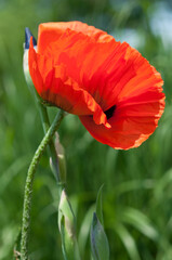 red poppy flower and iris flower buds