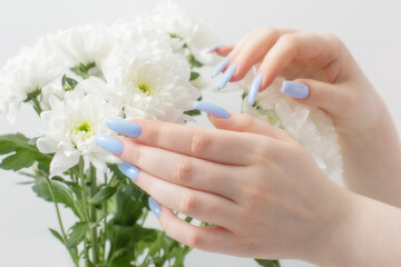 Fototapeta premium female hands with beautiful manicure and chrysanthemum flowers