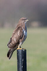 Buzzard