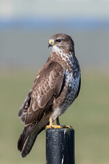 Buzzard
