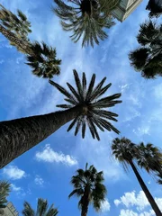 Tuinposter Blauw verticale palmbomen