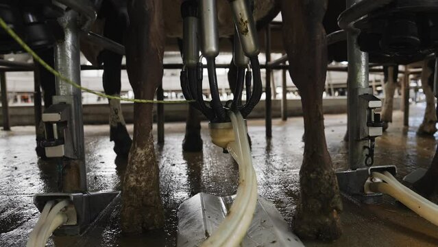 Cows standing in milking carousel parlour with vacuum pump on udder extracting milk, close up