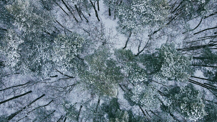 Top view of a winter forest with snow-covered trees. Wild pine forest from above