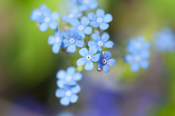 forget me not flowers
