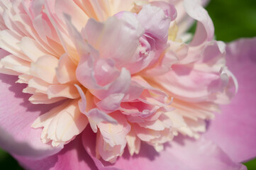 fancy double peony up close
