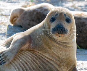 Naklejka premium Grey seals, Halichoerus grypus, lying down on a beach of Dune island in Northern sea, Germany. Funny animals on a beautiful sunny day of winter. Wildlife of the north.