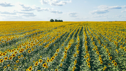 Aerial view of a field of young golden sunflowers in summer on a sunny day
