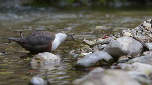 White throated dipper grabs caddisfly (Cinclus cinclus)
