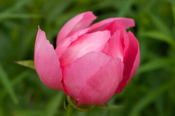 pink garden peony bud on green