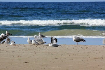 flock of gulls on the beach