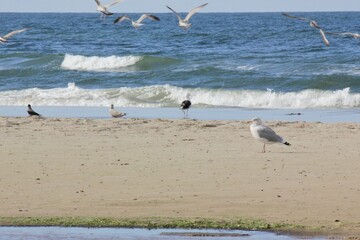 gulls on the beach