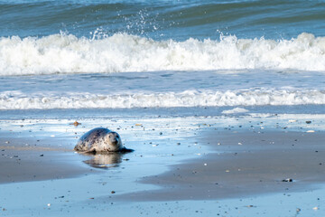 Grey seals, Halichoerus grypus, lying down on a beach of Dune island in Northern sea, Germany. Funny animals on a beautiful sunny day of winter. Wildlife of the north.