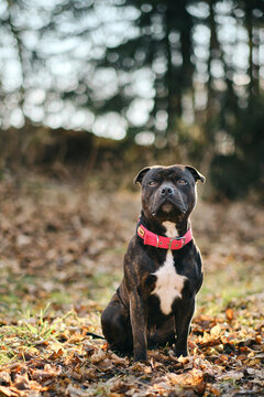 Photos of Staffordshire Bull Terrier with red collar