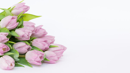 Kwitnące, różowe tulipany na białym tle