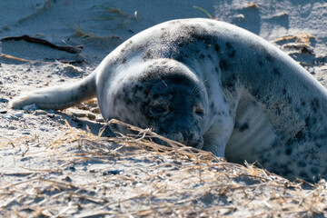 Grey seals, Halichoerus grypus, lying down on a beach of Dune island in Northern sea, Germany. Funny animals on a beautiful sunny day of winter. Wildlife of the north.
