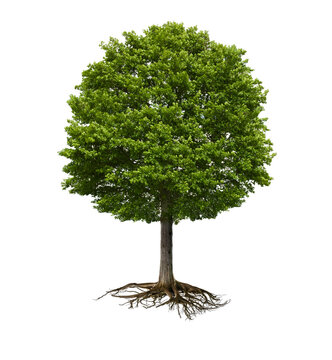 Grüner Baum mit Wurzelstock isoliert