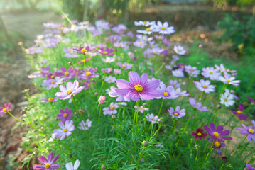 Cosmos or purple Mexican daisy White is blooming in the morning sun