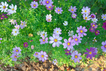 Cosmos or purple Mexican daisy White is blooming in the morning sun