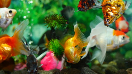 goldfish swimming in the aquarium with clear water, looks very beautiful
