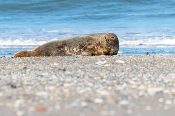 Grey seals, Halichoerus grypus, lying down on a beach of Dune island in Northern sea, Germany. Funny animals on a beautiful sunny day of winter. Wildlife of the north.
