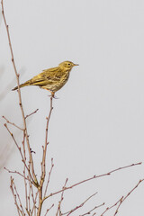 Skylark (Alauda arvensis)