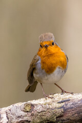 European robin (Erithacus rubecula)