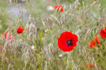 Fototapeta premium Red poppy